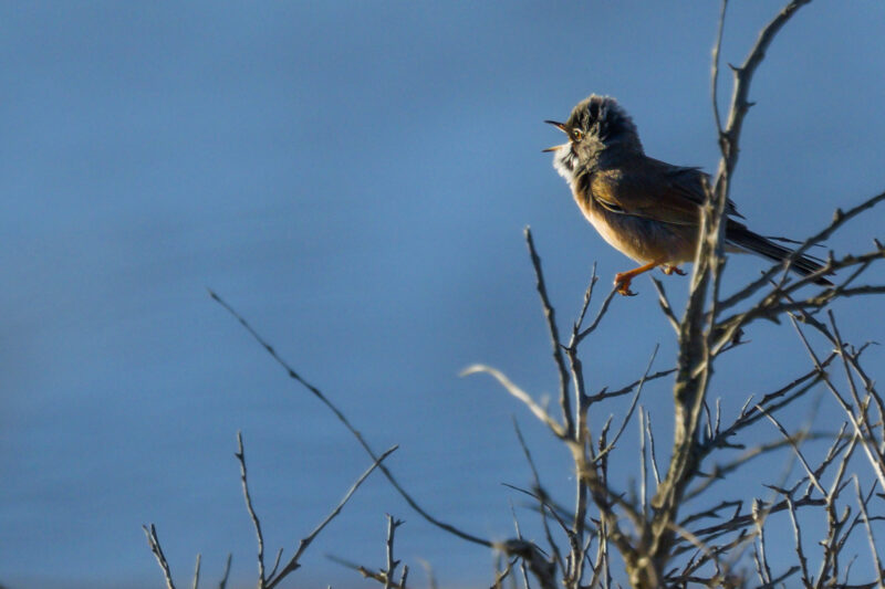 Fauvette à lunettes